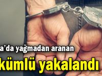 Darıca'da yağmadan aranan hükümlü yakalandı