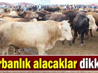 Kurbanlık alacaklar dikkat!