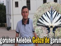 Nadir görünen Kelebek Gebze'de görüntüledi