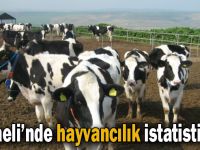 Kocaeli’nde hayvancılık istatistikleri