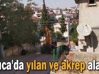 Darıca'da yılan ve akrep alarmı