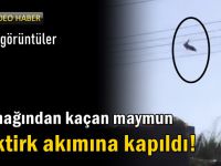 Kaçan maymun elektrik akımına kapıldı!