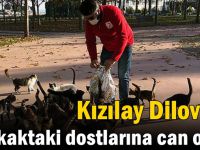 Kızılay Dilovası, sokaktaki dostlarına can oldu!