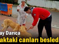 Kızılay Darıca sokaktaki canları besledi!