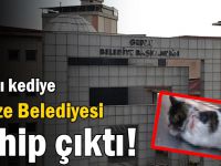 Gebze Belediyesi sokak hayvanlarının yanında