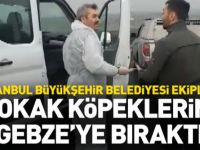 İBB, sokak köpeklerini Gebze'ye bırakırken yakalandı.