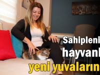 Sahiplenilen hayvanlar yeni yuvalarında