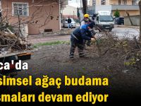 Darıca’da mevsimsel ağaç budama çalışmaları devam ediyor