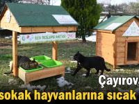 Çayırova'da sokak hayvanlarına sıcak yuva