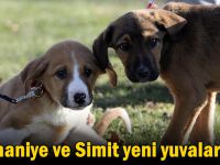 Pişmaniye ve Simit yeni yuvalarında