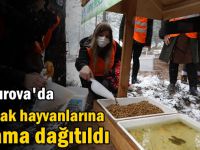 Sokak hayvanlarına mama dağıtıldı