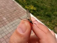 Büyükşehir’den çayır sineği ile ilgili açıklama