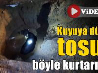 Kuyuya düşen tosun böyle kurtarıldı
