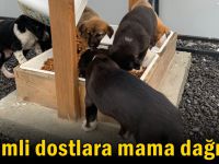 Sevimli dostlara mama dağıtıldı