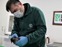 Yaralı su tavuğu Ormanya’da tedavi ediliyor