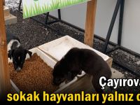 Çayırova’da sokak hayvanları yalnız değil