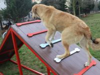 Hayvan dostu İzmit Belediyesi Yahyakaptan’a köpek parkuru kazandırdı