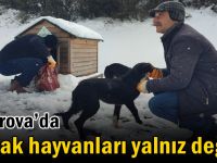 Çayırova’da sokak hayvanları yalnız değil