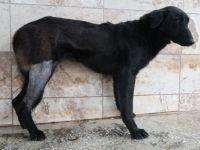 Yaralı köpek Patilik ile hayata bağlandı