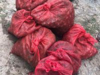 Kaçak kum midyesi avcılığı yapan 3 kişi yakalandı