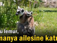 Yavru lemur, Ormanya ailesine katıldı