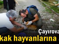 Çayırova’da sokak hayvanlarına aşı