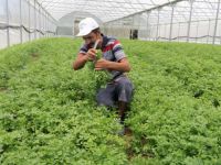 Büyükşehir’in kurduğu modern seralardaki verim üreticiyi sevindirdi