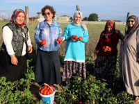 Ata tohumundan üretilen sebzelerin hasadı yapıldı