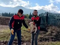 Çukura düşen yavru köpeği A Takımı kurtardı