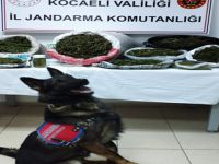 Kocaeli'de uyuşturucu operasyonu! 8 kilo kubar esrar ele geçirildi