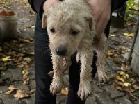 Dereye düşen yavru köpeği Büyükşehir İtfaiyesi kurtardı