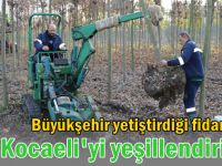 Üretim fidanlığında yetişiyor Kocaeli’yi yeşillendiriyor