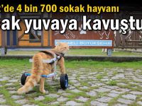 2022’de 4 bin 700 sokak hayvanı sıcak yuvaya kavuştu