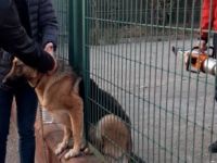 Demir çitlere sıkışan köpeği itfaiye kurtardı