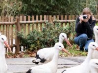 Rusya’dan Ormanya’ya düşkün leylekler için geldi