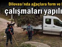 Dilovası’nda ağaçlara form ve bakım çalışmaları yapılıyor