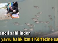 Tavşancıl sahilinden 6 bin yavru balık  İzmit Körfezine salındı