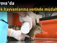 Sokak hayvanlarına yerinde müdahale