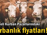 Kocaeli Kurban Pazarlarındaki kurbanlık fiyatları!