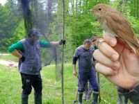 Ormanya Kuş Halkalama İstasyonu kuruldu
