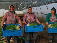 Büyükşehir’den kooperatiflere yüzde 75 hibeli tarım desteği