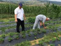 Kocaeli’de üreticilere 118 bin çilek fidesi dağıtıldı