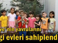 Kahve'nin yavrularını bilgi evleri sahiplendi