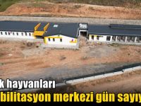 Sokak hayvanları rehabilitasyon merkezi gün sayıyor