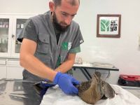 Yorgun ördeğin yardımına Büyükşehir yetişti