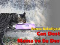 Darıca Belediyesi’nden Can Dostlarımıza Mama ve Su Desteği