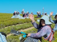 5 MİLYON FİDE TOPRAKLA BULUŞTU