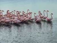 Büyükakın büyüleyen görüntüleri paylaştı;İzmit Körfezi’nde pembe flamingoların dansı