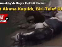 Kaçak Elektrik Faciası: İki At Akıma Kapıldı, Biri Telef Oldu