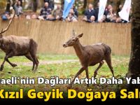 Doğaya Saygı, Geleceğe Miras: Kızıl Geyikler Samanlı Dağları’nda Yaşam Buldu